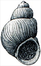 Gastropoda - Paludina diviana.