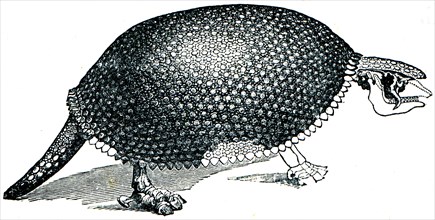 Glyptodon clavipes, Greek for - grooved or carved tooth.