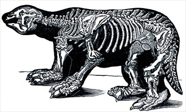 Great Beast - Megatherium Cuwieri.