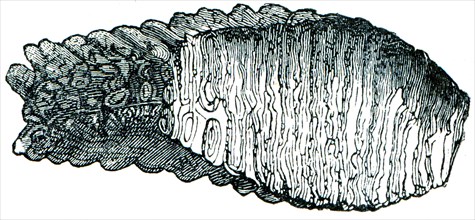 Mammoth tooth.