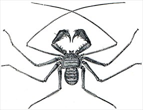 Spider phrynus reniformis.