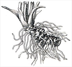 Rootstock True oxlip -Primula elatior.