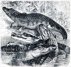 Nile Crocodile.