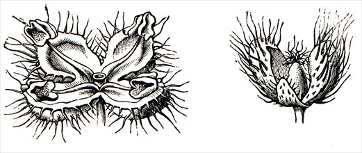 Male and female flowers of nettle.
