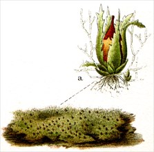 Ephemerum serratum.