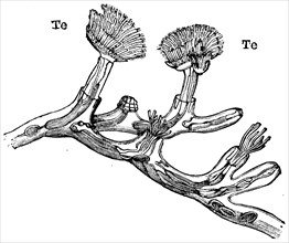 Six specimens Plumatella repens.