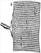 Smooth muscles of the lizard.