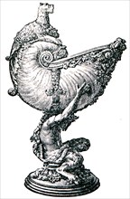 Goblet Nautilus.