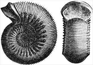 Ammonites humpheriesianus.