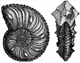 Ammonites margaritatus.