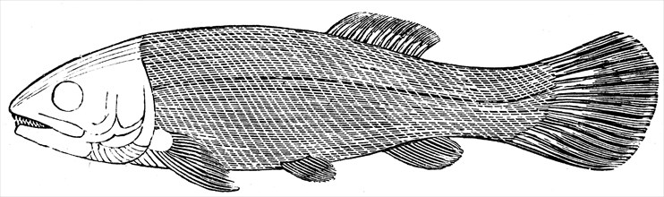 Fish Megalurus.