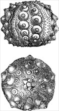 Hemicidaris crenularis, sea urchins.