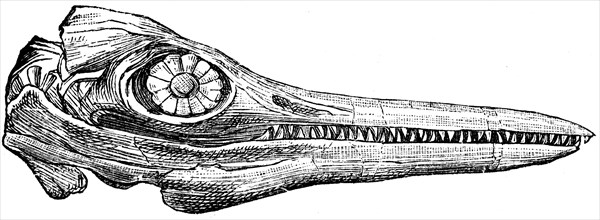 Ichthyosaur skull.
