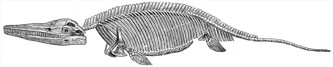Ichthyosaurus communis.