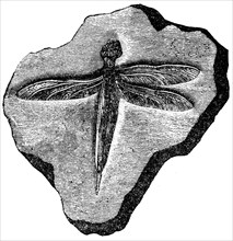 Imprint lithographic slate of dragonflies.