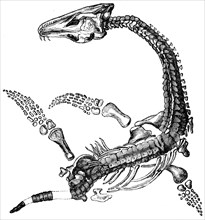 Plesiosaurus macrocephalus.