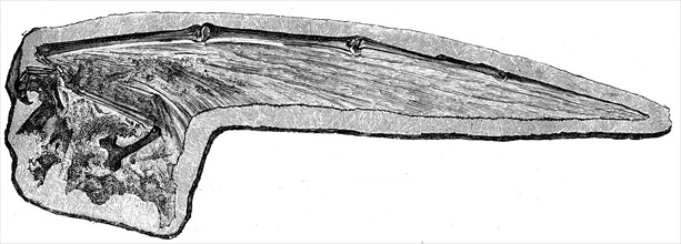 Pterodactyl wing.