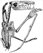 Pterodactylus crassirostris.