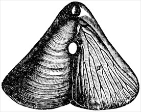 Terebratula diphia, Brachiopod.