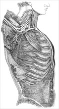 Nerve trunk and nerve plexus of arm.
