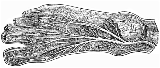 Nerves of the foot.