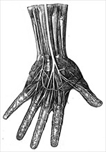 Nerves of the palm.