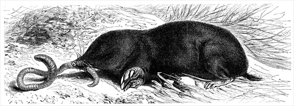 European Mole.