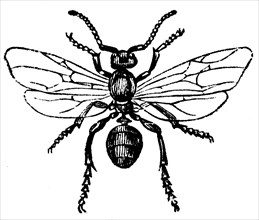 Female ant.