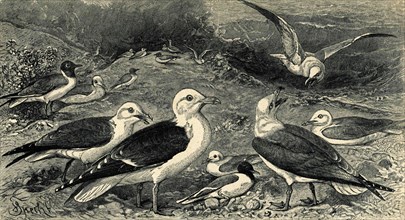 Old engraving of seagulls.