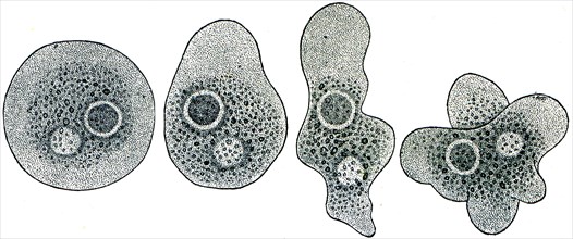 Amoeba in the four stages of change in shape.