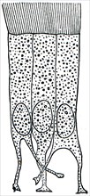 Cells of ciliated epithelium.