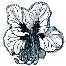 Aesulus flower.