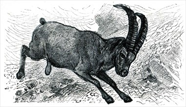 Alpine Ibex - Capra ibex.