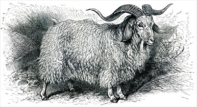 Angora goat - Capra angorensis.