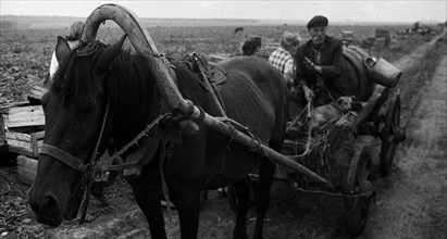Horse harnessed to a cart, which deliver water to the peasants, working in the field.