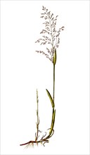 Spring grass (Catabrosa aquatica) is a species of the sweet grass plant family / Catabrosa aquatica