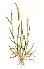 field foxtail grass