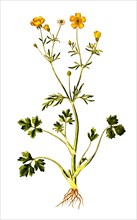 Ranunculus hirsutus