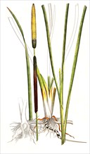 Narrow-leaved cattail