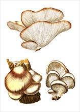 Oyster Mushroom or Oyster Mushroom
