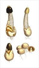 Common stinkhorn