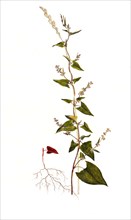 Bindweed knotweed or field knotweed