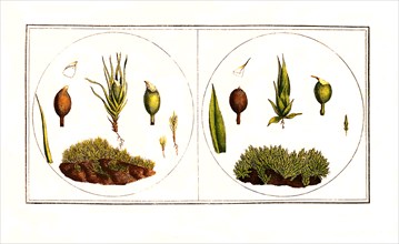 Phascum subulatum and Phascum acaulon