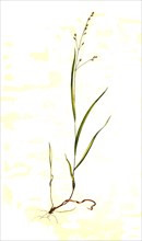 Single-flowered pearl grass