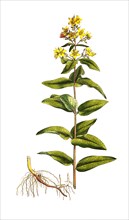 Common Loosestrife
