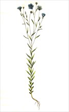common flax