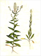 field cress