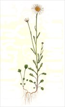 Meadow daisy