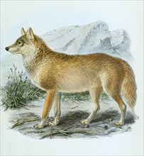 Mongolian wolf