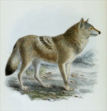 Indian wolf